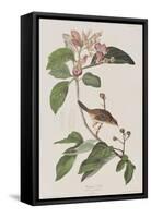 Illustration from 'Birds of America', 1827-38-John James Audubon-Framed Stretched Canvas