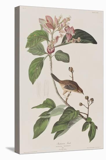 Illustration from 'Birds of America', 1827-38-John James Audubon-Stretched Canvas