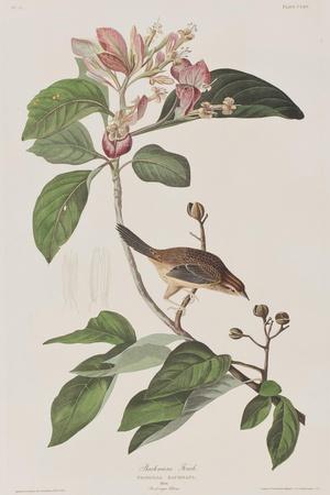 https://imgc.allpostersimages.com/img/posters/illustration-from-birds-of-america-1827-38_u-L-Q1HOHNZ0.jpg?artPerspective=n