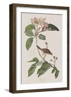 Illustration from 'Birds of America', 1827-38-John James Audubon-Framed Giclee Print