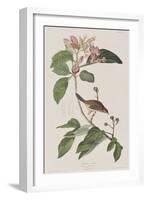 Illustration from 'Birds of America', 1827-38-John James Audubon-Framed Giclee Print