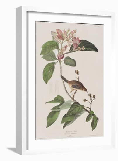 Illustration from 'Birds of America', 1827-38-John James Audubon-Framed Giclee Print