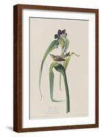 Illustration from 'Birds of America', 1827-38-John James Audubon-Framed Giclee Print