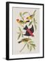 Illustration from 'Birds of America', 1827-38-John James Audubon-Framed Giclee Print