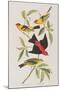 Illustration from 'Birds of America', 1827-38-John James Audubon-Mounted Giclee Print