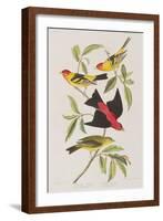 Illustration from 'Birds of America', 1827-38-John James Audubon-Framed Giclee Print