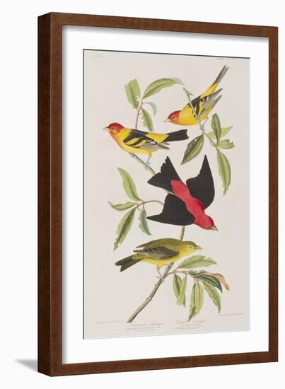 Illustration from 'Birds of America', 1827-38-John James Audubon-Framed Giclee Print