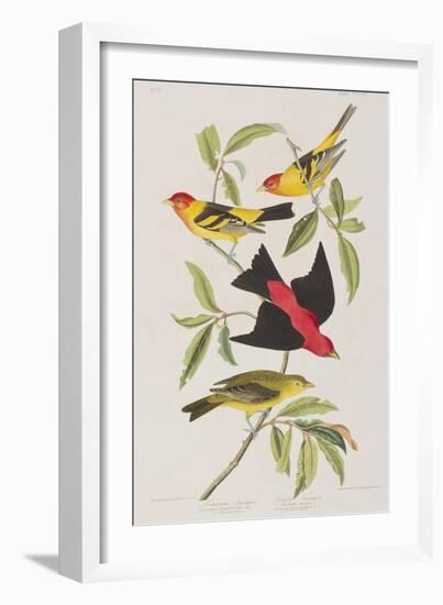 Illustration from 'Birds of America', 1827-38-John James Audubon-Framed Giclee Print