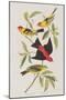 Illustration from 'Birds of America', 1827-38-John James Audubon-Mounted Giclee Print