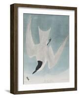 Illustration from 'Birds of America', 1827-38-John James Audubon-Framed Giclee Print