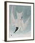 Illustration from 'Birds of America', 1827-38-John James Audubon-Framed Giclee Print