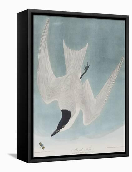 Illustration from 'Birds of America', 1827-38-John James Audubon-Framed Stretched Canvas