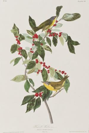 https://imgc.allpostersimages.com/img/posters/illustration-from-birds-of-america-1827-38_u-L-Q1HOHVF0.jpg?artPerspective=n