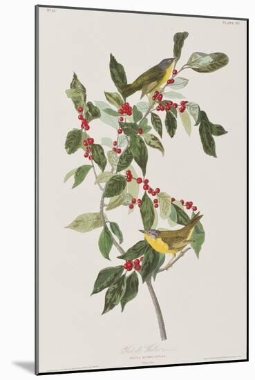 Illustration from 'Birds of America', 1827-38-John James Audubon-Mounted Giclee Print