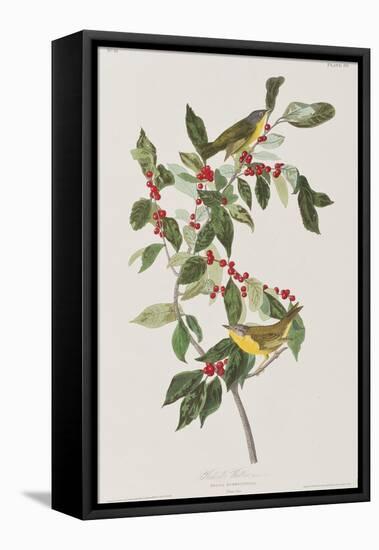 Illustration from 'Birds of America', 1827-38-John James Audubon-Framed Stretched Canvas