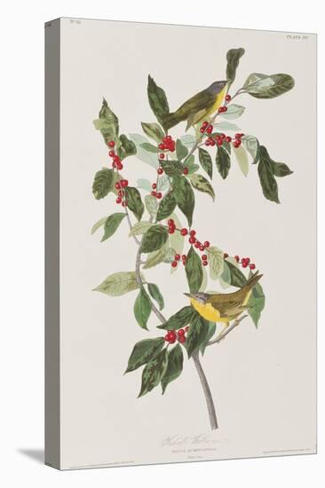 Illustration from 'Birds of America', 1827-38-John James Audubon-Stretched Canvas