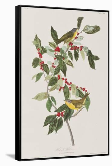 Illustration from 'Birds of America', 1827-38-John James Audubon-Framed Stretched Canvas