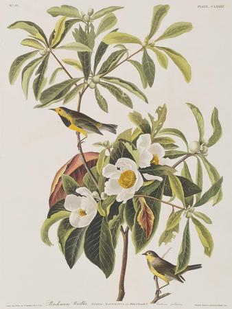 https://imgc.allpostersimages.com/img/posters/illustration-from-birds-of-america-1827-38_u-L-Q1HOHXX0.jpg?artPerspective=n
