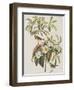 Illustration from 'Birds of America', 1827-38-John James Audubon-Framed Giclee Print