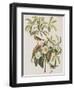 Illustration from 'Birds of America', 1827-38-John James Audubon-Framed Giclee Print