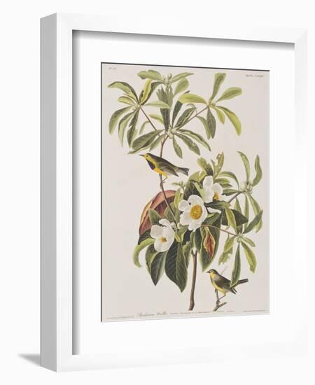 Illustration from 'Birds of America', 1827-38-John James Audubon-Framed Giclee Print