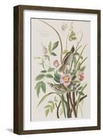 Illustration from 'Birds of America', 1827-38-John James Audubon-Framed Giclee Print