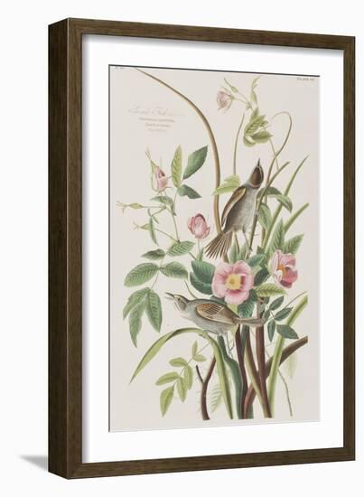 Illustration from 'Birds of America', 1827-38-John James Audubon-Framed Giclee Print