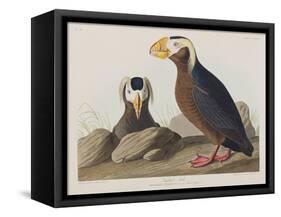 Illustration from 'Birds of America', 1827-38-John James Audubon-Framed Stretched Canvas