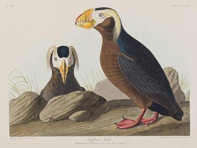 https://imgc.allpostersimages.com/img/posters/illustration-from-birds-of-america-1827-38_u-L-Q1HOI6H0.jpg?artPerspective=n