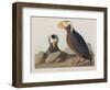 Illustration from 'Birds of America', 1827-38-John James Audubon-Framed Giclee Print