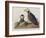 Illustration from 'Birds of America', 1827-38-John James Audubon-Framed Giclee Print