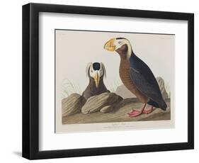 Illustration from 'Birds of America', 1827-38-John James Audubon-Framed Giclee Print