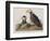 Illustration from 'Birds of America', 1827-38-John James Audubon-Framed Giclee Print