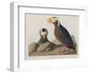 Illustration from 'Birds of America', 1827-38-John James Audubon-Framed Giclee Print