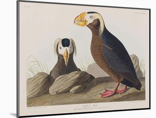 Illustration from 'Birds of America', 1827-38-John James Audubon-Mounted Giclee Print