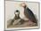 Illustration from 'Birds of America', 1827-38-John James Audubon-Mounted Giclee Print