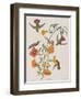 Illustration from 'Birds of America', 1827-38-John James Audubon-Framed Giclee Print