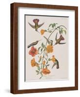 Illustration from 'Birds of America', 1827-38-John James Audubon-Framed Giclee Print