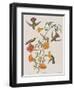 Illustration from 'Birds of America', 1827-38-John James Audubon-Framed Giclee Print