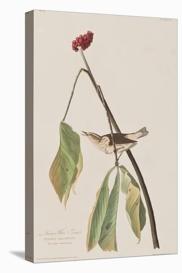 Illustration from 'Birds of America', 1827-38-John James Audubon-Stretched Canvas