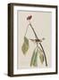 Illustration from 'Birds of America', 1827-38-John James Audubon-Framed Giclee Print