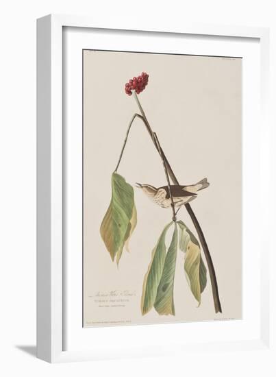 Illustration from 'Birds of America', 1827-38-John James Audubon-Framed Giclee Print