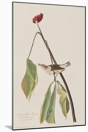 Illustration from 'Birds of America', 1827-38-John James Audubon-Mounted Giclee Print