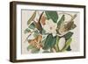 Illustration from 'Birds of America', 1827-38-John James Audubon-Framed Giclee Print