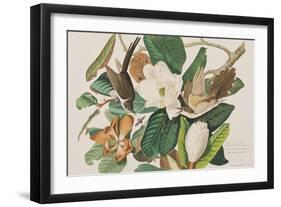 Illustration from 'Birds of America', 1827-38-John James Audubon-Framed Giclee Print