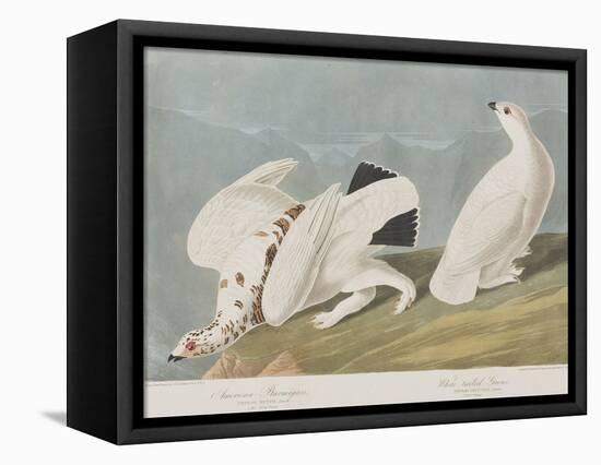 Illustration from 'Birds of America', 1827-38-John James Audubon-Framed Stretched Canvas