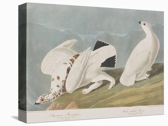 Illustration from 'Birds of America', 1827-38-John James Audubon-Stretched Canvas