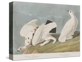 Illustration from 'Birds of America', 1827-38-John James Audubon-Stretched Canvas