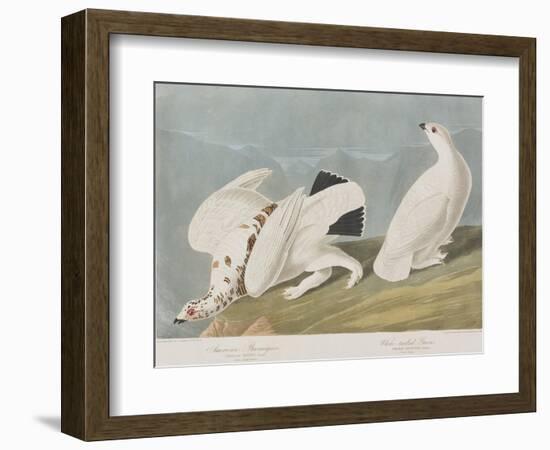 Illustration from 'Birds of America', 1827-38-John James Audubon-Framed Giclee Print