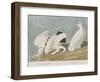 Illustration from 'Birds of America', 1827-38-John James Audubon-Framed Giclee Print